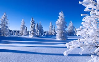 Картинка снег, ели, зима, сугробы