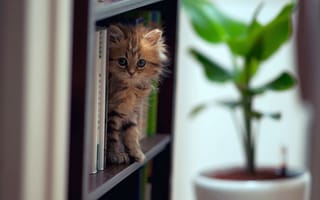 Обои котенок, на книжной полке