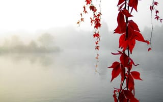 Картинка ветка, красные, листья, рябь, озеро, туман