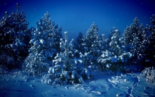 Картинка зима, снег, ёлочки, ночь