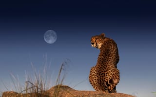 Картинка леопард, взгляд, луна, пейзаж
