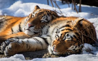 Картинка сибирский тигр, зима, животные, снег