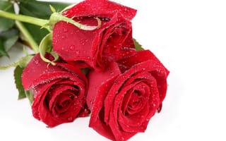 Картинка розы, красные розы, дар, свежесть, крупный план, капли, праздник, аромат, бутоны
