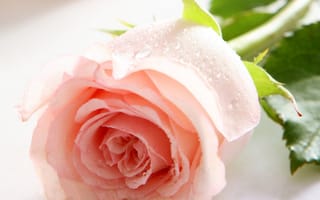 Обои роза, праздник, дар, аромат, 8 марта, подарок, цветок