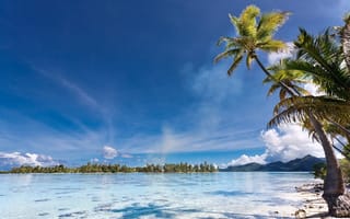 Картинка eden, остров, природа, тропический, пальмы, french polynesia, пляж, море