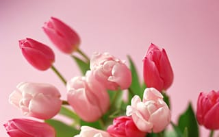 Картинка 8 марта, настроение, международный женский день, цветы, праздник, аромат, тюльпаны