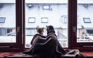 Картинка cat, snow, winter, window, blanket