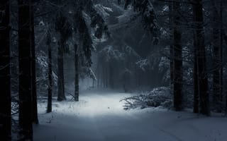 Картинка фотография, природа, дорожка, венгрия, лес, зима, дневной свет, атмосфера, пейзаж, деревья, снег, туман, сказка