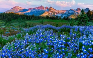 Картинка национальные парки, горы, цветы, поля, вашингтон