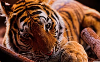 Картинка животные, тигр