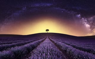Картинка лавандовое, на фоне, одинокого, дерева, поле