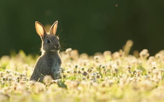 Картинка заяц, сидит, среди цветов