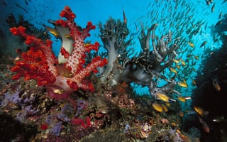 Картинка подводный, рыбки, кораллы, мир