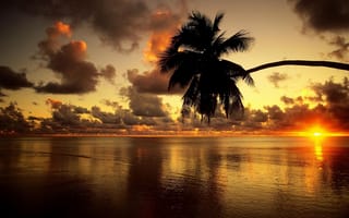 Картинка море, пальма, закат, красиво