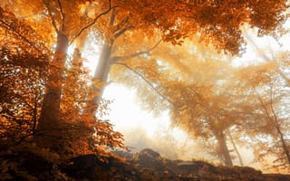 Картинка времена года, осень, деревья