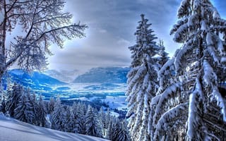 Картинка пейзаж, снег, зимний, ель, деревья