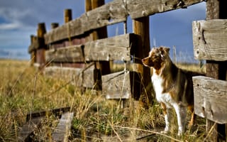 Картинка Австралийская, овчарка, траве, аусси, Животные, Трава, забора, собака, животное, Собаки, забором, ограда, Забор