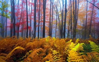 Обои Осень, Природа, деревьев, осенние, Деревья, дерево, Леса, дерева, лес