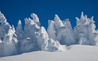 Картинка Зима, Природа, снега, зимние, Снег, снеге, снегу