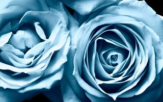 Обои роза, Голубой, голубая, голубые, Цветы, цветок, Розы, голубых