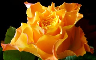 Картинка Розы, Желтый, цветок, Цветы, желтых, Крупным, роза, вблизи, планом, желтая, желтые