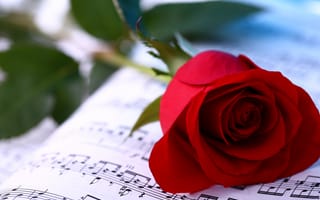 Картинка роза, красных, планом, вблизи, Розы, красная, Красный, красные, цветок, Крупным, Цветы