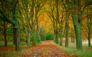 Картинка Листья, Осень, года, дерево, Аллея, Природа, дерева, сезон, осенние, аллеи, Листва, лист, Деревья, деревьев, Времена