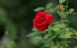 Обои роза, Красный, Цветы, Бутон, Розы, цветок, красных, красные, красная