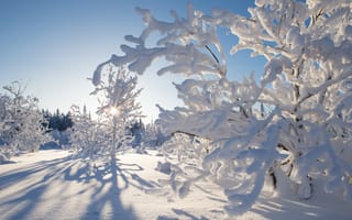 Картинка Канада, Kakisa, снеге, зимние, Зима, Ветки, ветвь, Природа, Northwest, снегу, ветке, ветка, Снег, снега, на, Territories