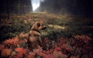 Картинка собака, осенние, Собаки, Осень, Животные, животное