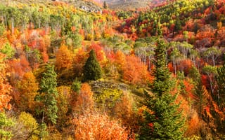 Обои Горы, Осень, деревьев, осенние, Деревья, лес, гора, дерево, дерева, Леса, Природа