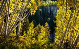 Картинка США, Colorado, лес, штаты, америка, Aspen, Леса, Природа