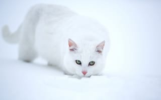 Картинка Кошки, белая, Животные, животное, Белый, Снег, белые, белых, снегу, коты, снега, кошка, кот, снеге