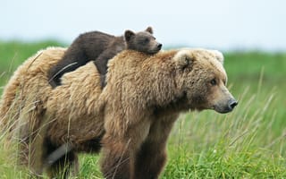 Обои Бурые, Медведи, две, Двое, Детеныши, животное, два, Гризли, вдвоем, Животные, медведь