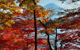 Картинка Фудзияма, Япония, вулкана, Деревья, деревьев, осенние, Осень, дерева, Природа, Вулкан, вулканы, дерево