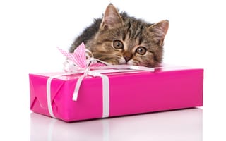 Картинка Котята, кот, котенка, подарок, Подарки, животное, котенок, коты, Животные, Кошки, котят, подарков, кошка