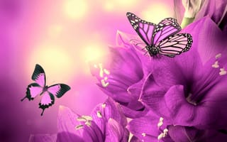 Картинка Бабочки, фиолетовая, Фиолетовый, Цветы, фиолетовых, цветок, бабочка, фиолетовые
