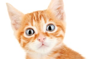 Картинка котят, кот, кошка, котенка, Котята, котенок, Глаза, Рыжий, рыжая, коты, рыжие, Животные, животное, Кошки