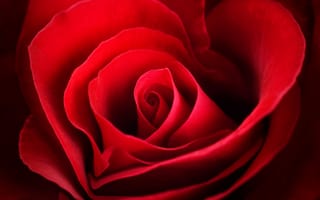 Картинка Розы, Бордовый, бордовая, планом, Цветы, красный, бордовые, вблизи, роза, цветок, Крупным, темно