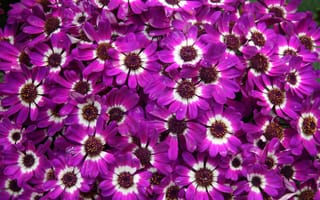 Картинка Фиолетовый, Цветы, фиолетовая, цветок, вблизи, Крупным, фиолетовых, Много, Цинерария, планом, фиолетовые