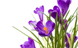 Картинка Фиолетовый, Цветы, Крокусы, фиолетовые, фиолетовых, цветок, Крупным, фиолетовая, планом, Шафран, вблизи