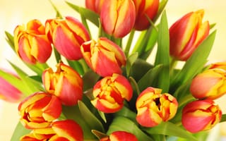 Картинка букет, Тюльпаны, планом, вблизи, Цветы, цветок, Букеты, тюльпан, Крупным