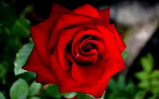 Картинка Розы, красные, вблизи, Красный, Крупным, красная, цветок, планом, роза, Цветы, красных