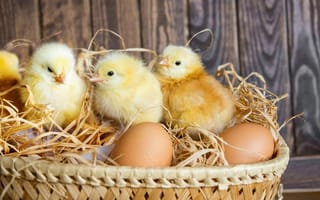 Картинка Птицы, Птенец, яйцами, курицы, Животные, Яйца, яйцо, Цыплята, птица, животное, яиц
