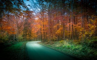 Картинка Природа, осенние, Осень, Леса, лес, Дороги