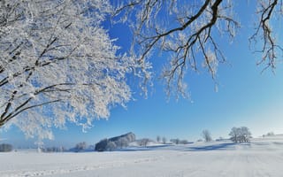 Обои Зима, Природа, снега, Снег, ветвь, на, снегу, снеге, Ветки, ветка, зимние, ветке