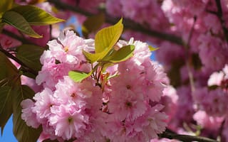 Обои сакуры, Розовый, деревья, Цветы, цветок, розовые, Сакура, розовых, розовая, Крупным, планом, Цветущие, вблизи