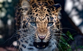 Картинка Леопарды, Большие, леопард, Морда, животное, морды, Животные, кошки