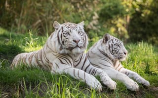 Картинка Тигры, белая, белых, вдвоем, две, Животные, животное, траве, тигр, Двое, белые, Трава, два, Белый