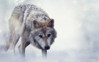 Картинка волк, животное, Животные, Волки